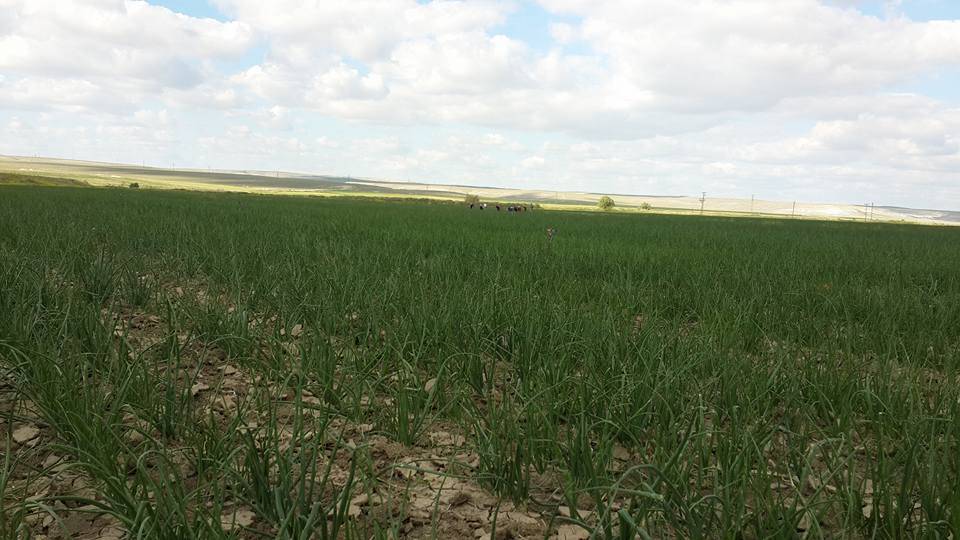 Polatlı Kocahacılı Köyü Resimleri 2