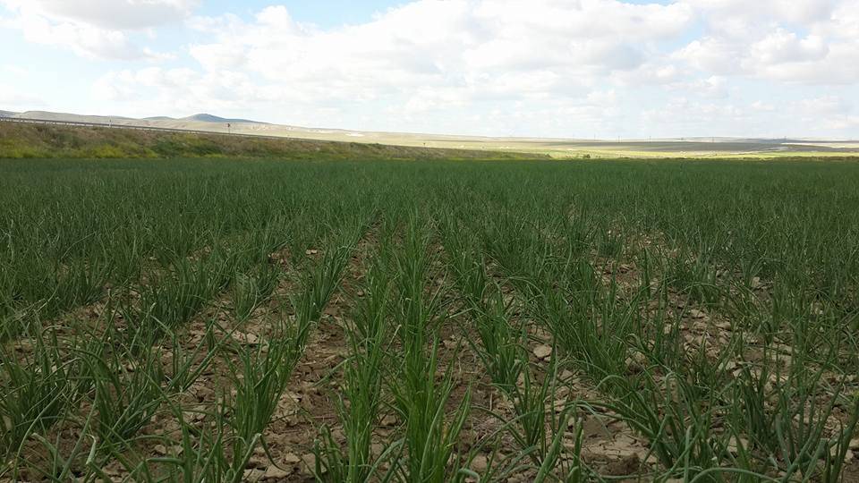 Polatlı Kocahacılı Köyü Resimleri 3