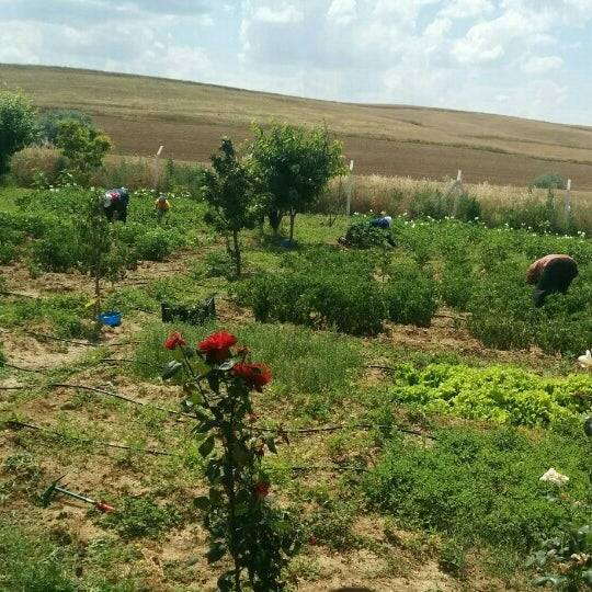 Polatlı Macun Köyü Resimleri 3