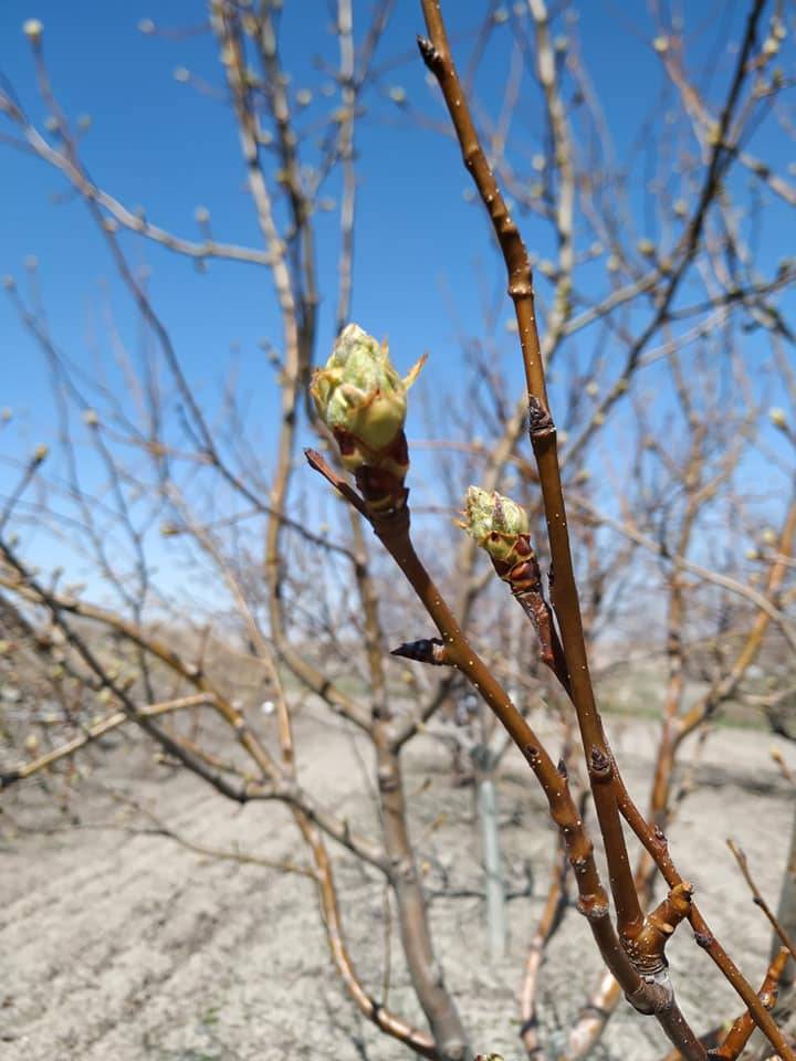 Polatlı Oğuzlar Köyü Resimleri 7