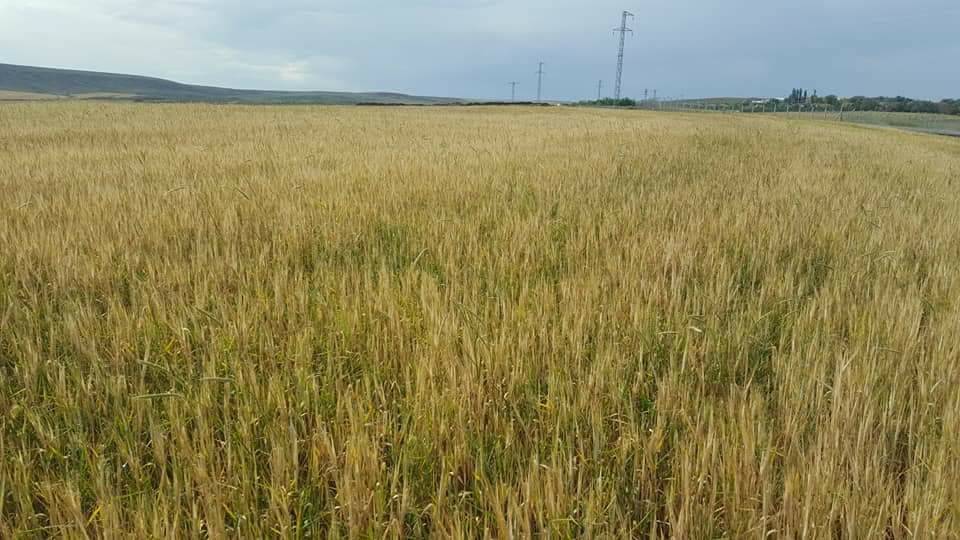Polatlı Ördekgölü Köyü Resimleri 3