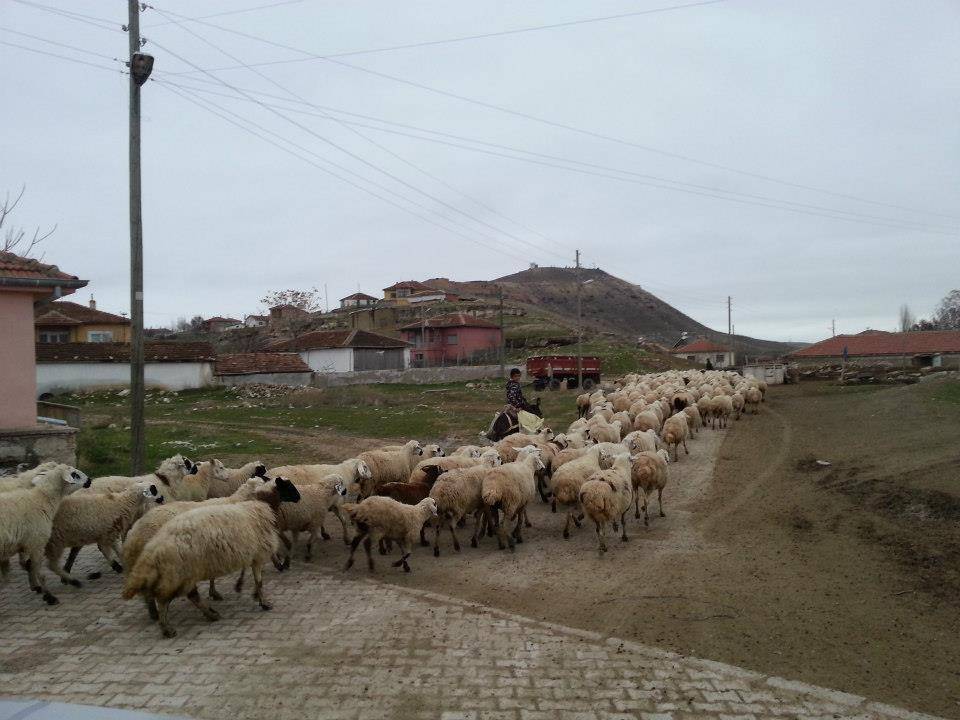 Polatlı Özyurt Köyü Resimleri 1