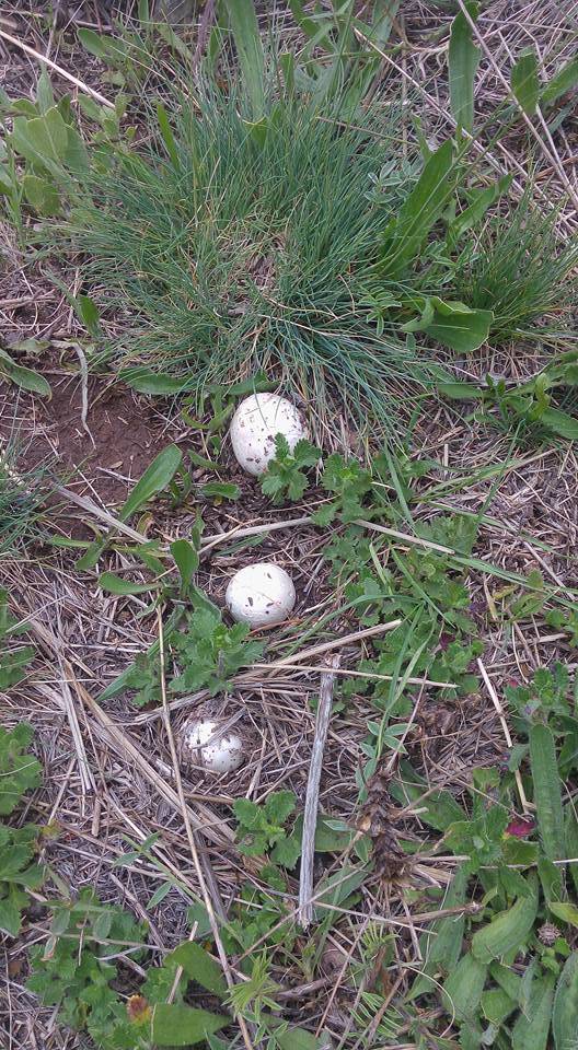 Polatlı Poyraz Köyü Resimleri 5