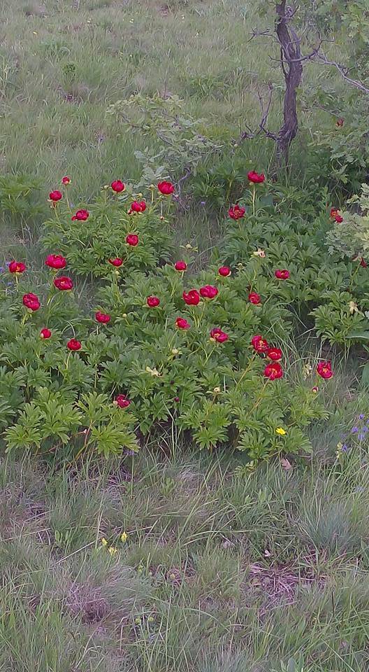 Polatlı Poyraz Köyü Resimleri 8