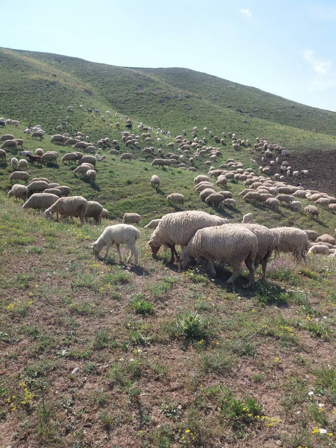 Polatlı Sarıoba Köyü Resimleri 5