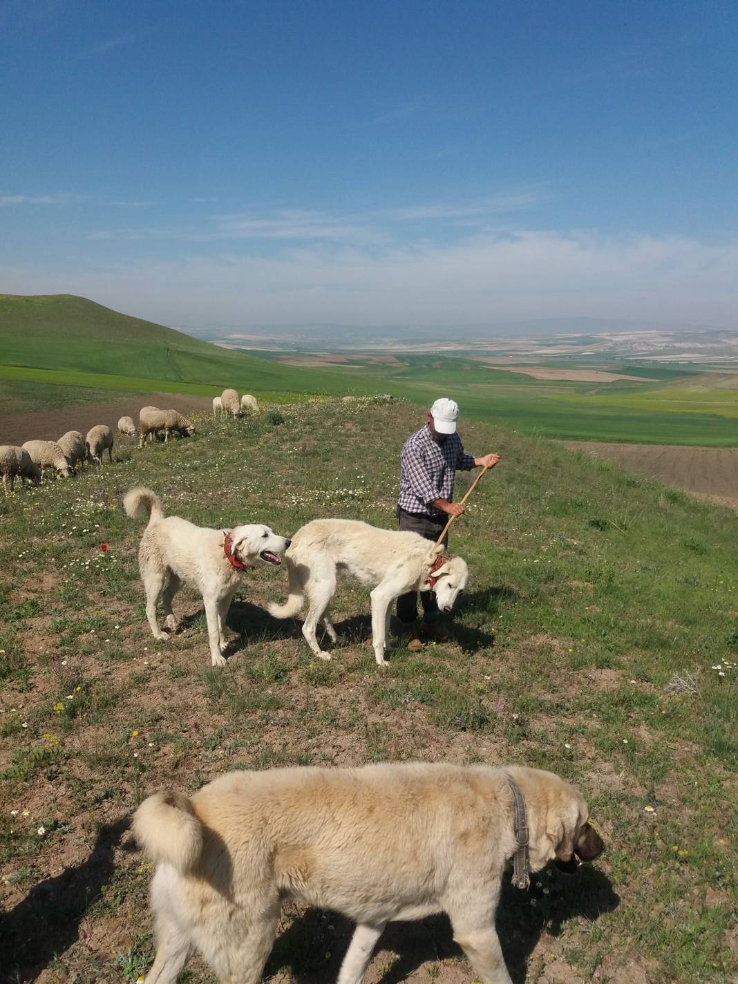 Polatlı Sarıoba Köyü Resimleri 6