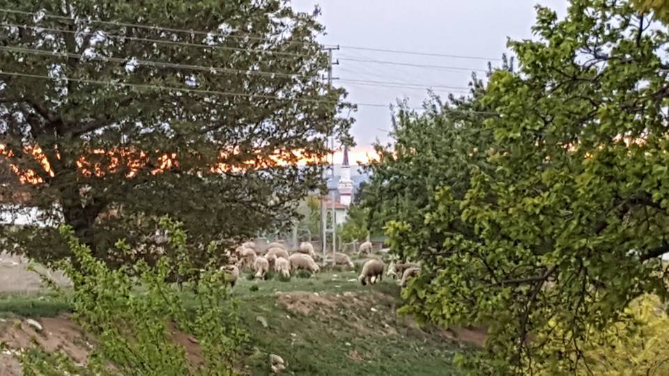 Polatlı Şeyhali Köyü Resimleri 2