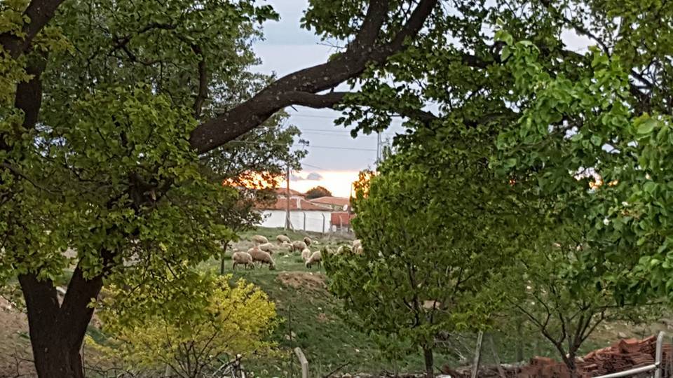 Polatlı Şeyhali Köyü Resimleri 5