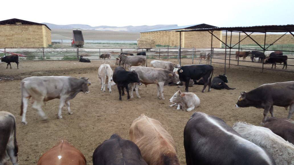 Polatlı Türkkarsak Köyü Resimleri 1
