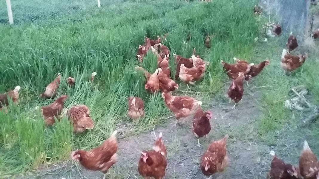 Polatlı Yağmurbaba Köyü Resimleri 2