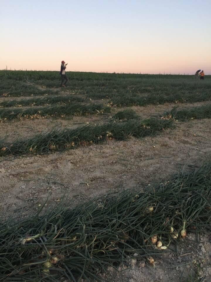 Polatlı Yeniköseler Köyü Resimleri 5