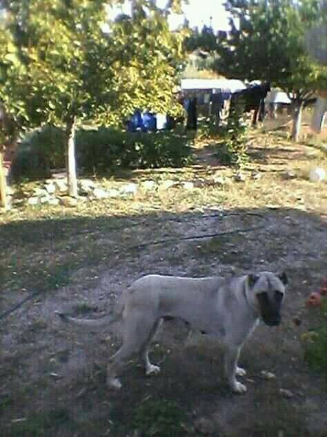 Polatlı Yenimehmetli Köyü Resimleri 7