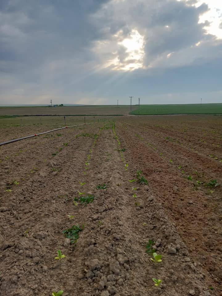 Polatlı Yeşilöz Köyü Resimleri 7
