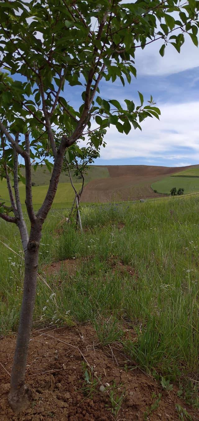 Pursaklar Yıldırımbeyazıt Köyü Resimleri 3