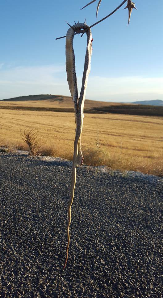 Şereflikoçhisar Deliller Köyü Resimleri 8