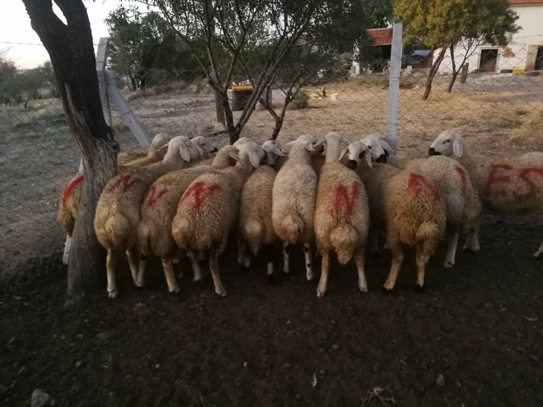 Şereflikoçhisar Karamollauşağı Köyü Resimleri 7