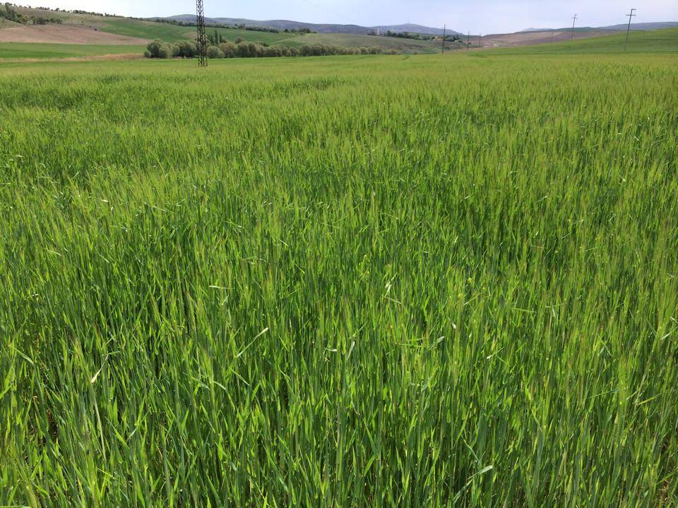 Şereflikoçhisar Seymenli Köyü Resimleri 3