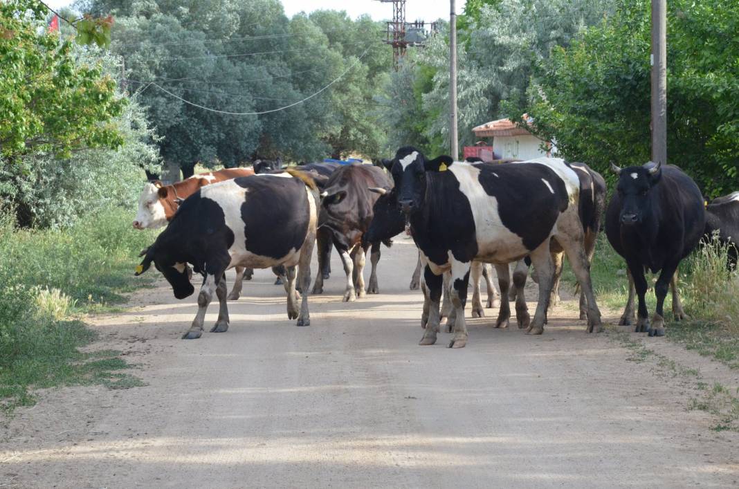 Şereflikoçhisar Üzengilik Köyü Resimleri 5