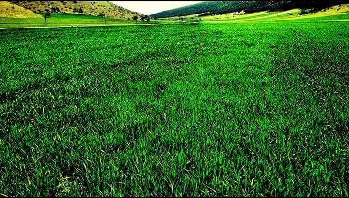 Bayramören Akgüney Köyü Resimleri 3