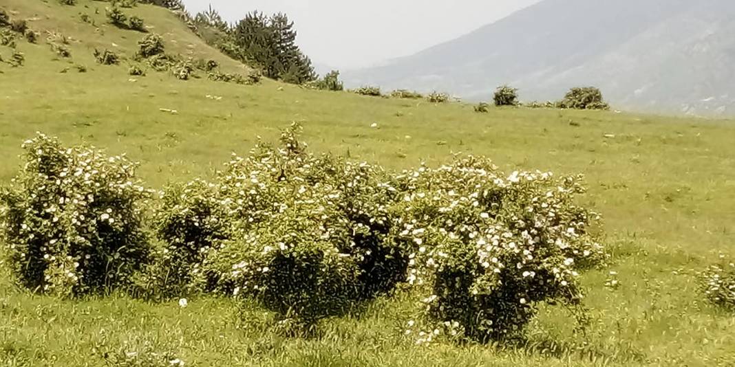 Bayramören Belenli Köyü Resimleri 4