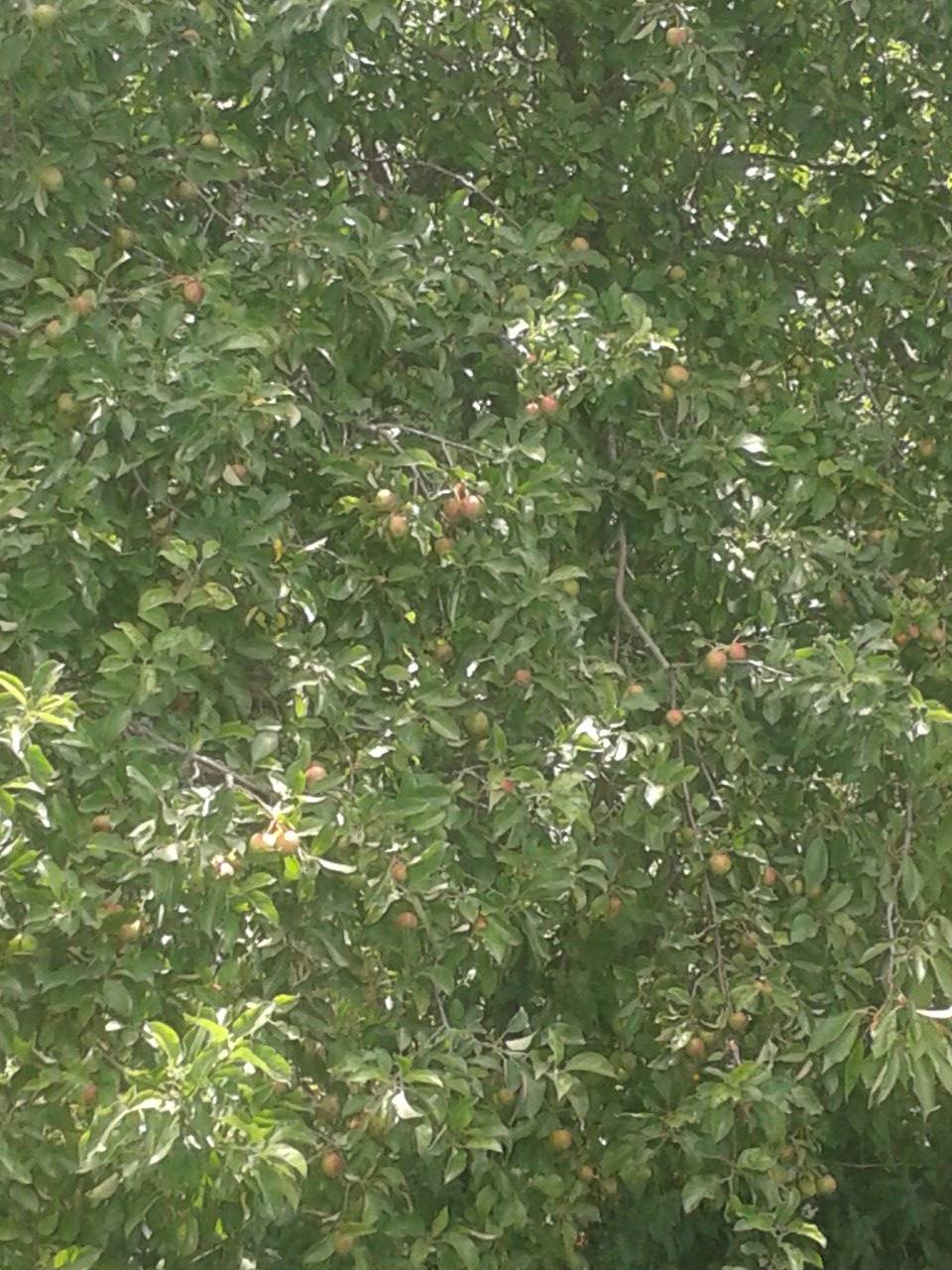 Bayramören Dolaşlar Köyü Resimleri 4