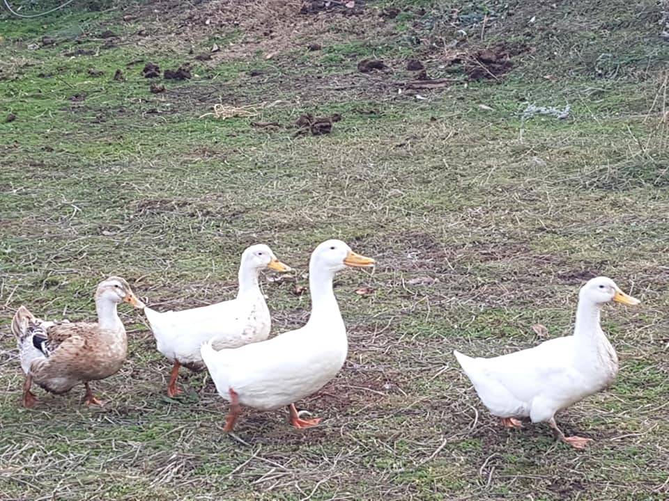 Bayramören Oluklu Köyü Resimleri 8