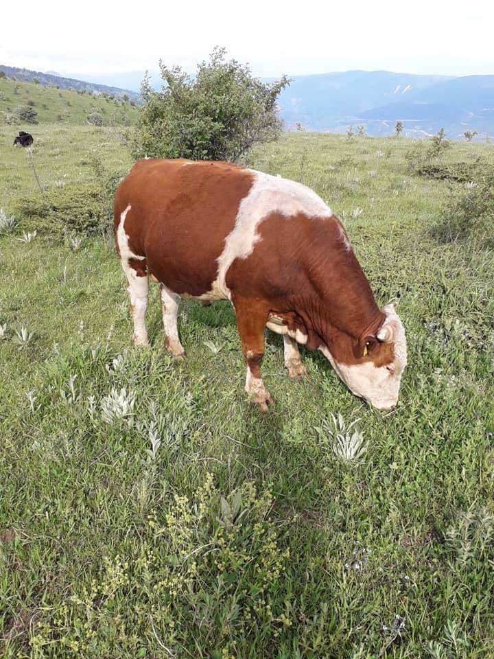 Bayramören Sarıkaya Köyü Resimleri 7