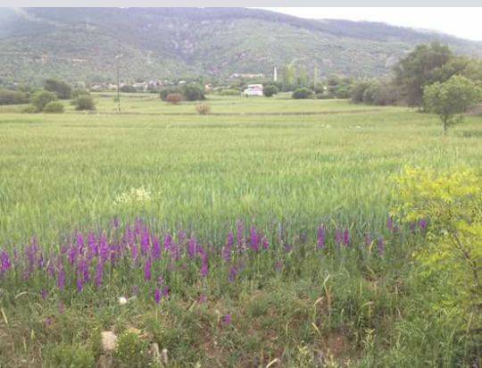 Bayramören Yazıören Köyü Resimleri 1