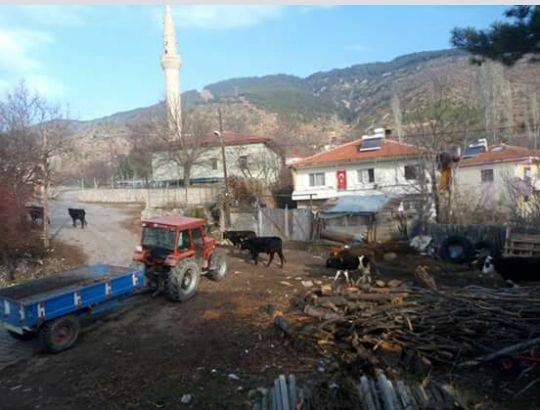 Bayramören Yazıören Köyü Resimleri 2