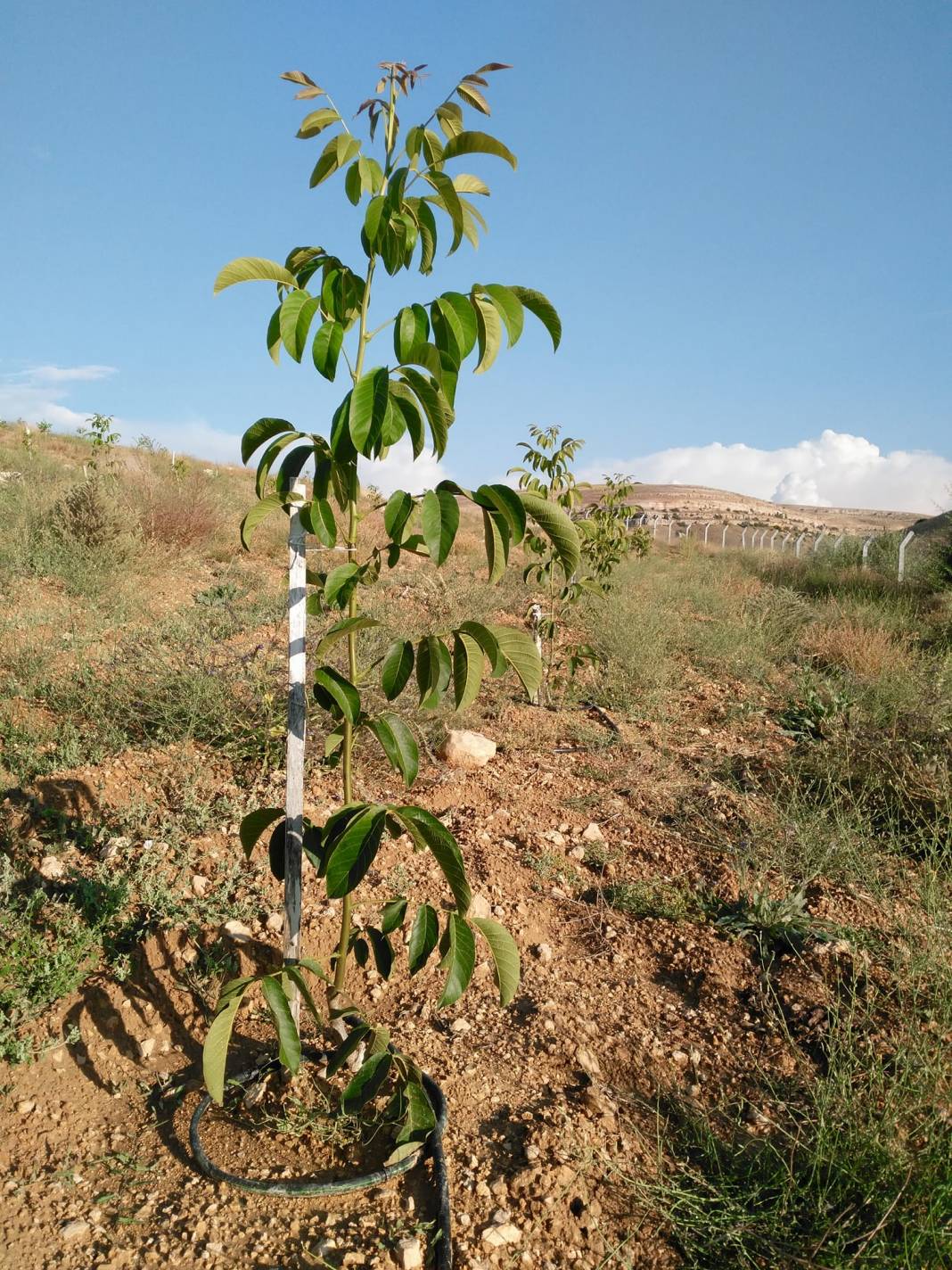 Ayrancı Büyükkoraş Köyü Resimleri 12