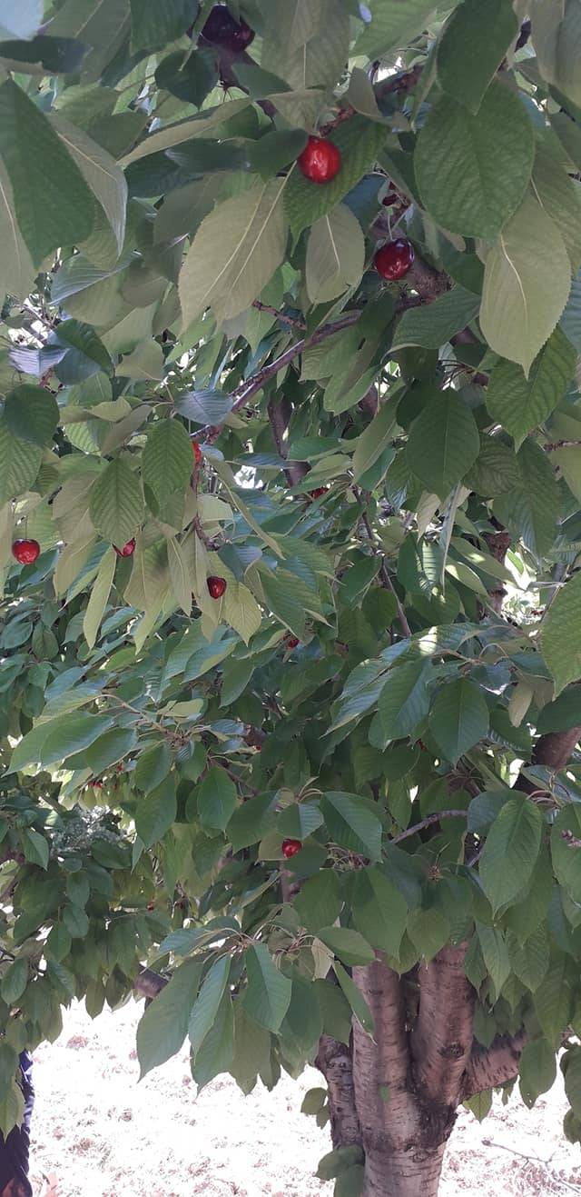 Ermenek Yalındal Köyü Resimleri 13