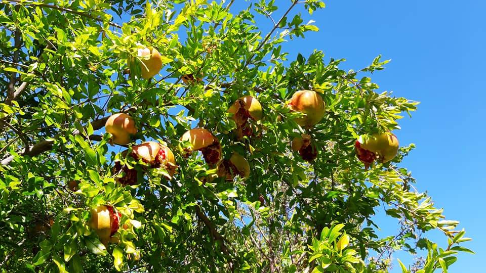 Ermenek Yalındal Köyü Resimleri 8