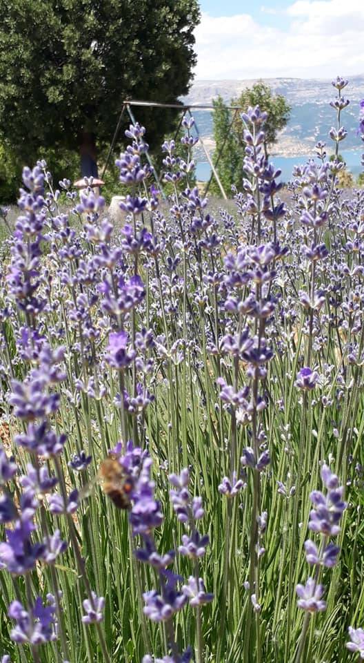 Ermenek Gökçekent Köyü Resimleri 11