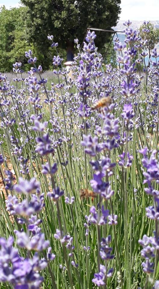 Ermenek Gökçekent Köyü Resimleri 12