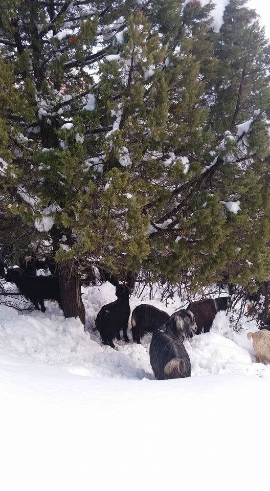 Sarıveliler Koçaşlı Köyü Resimleri 9