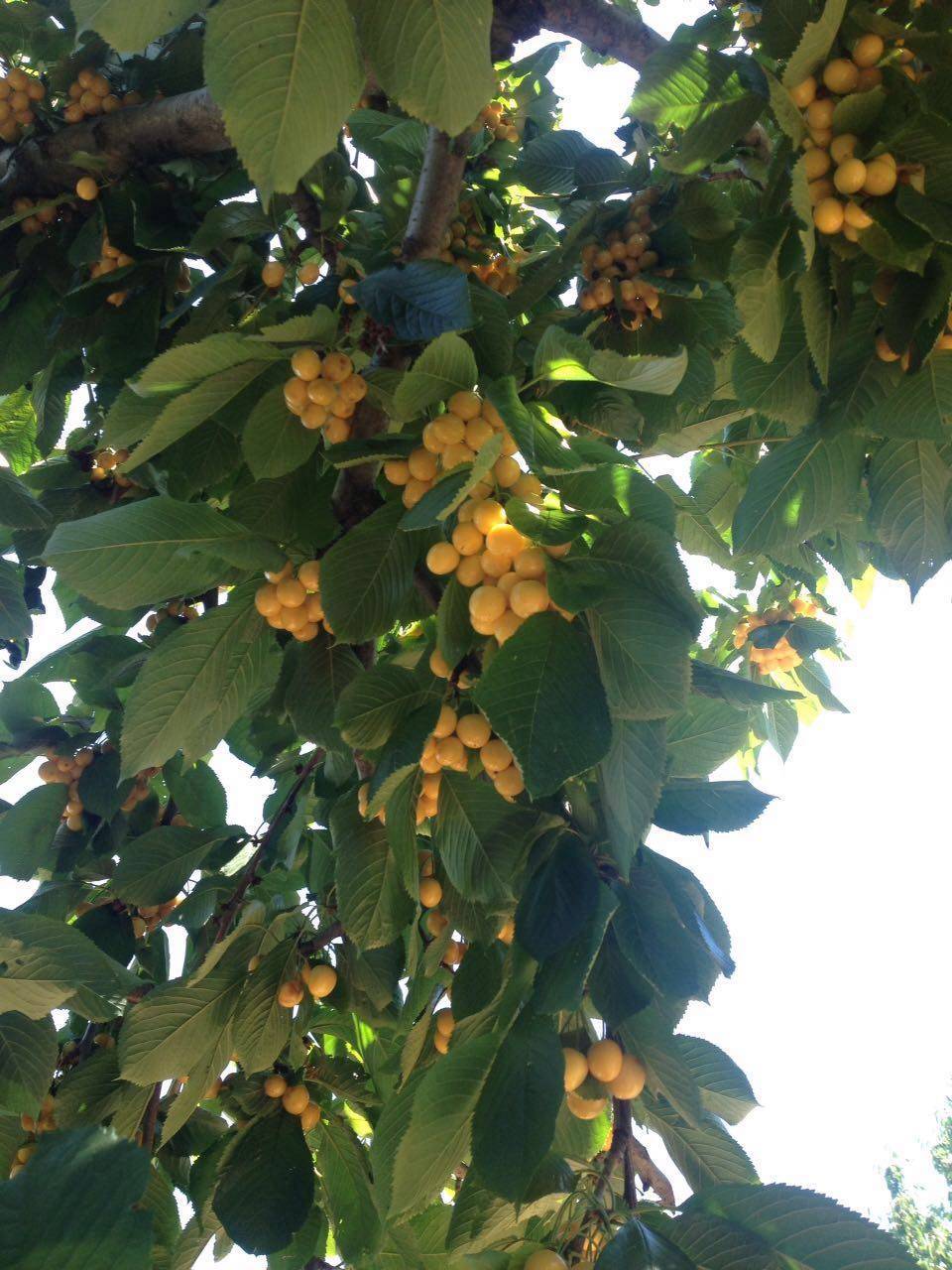 Karaman Adaköy Köyü Resimleri 1