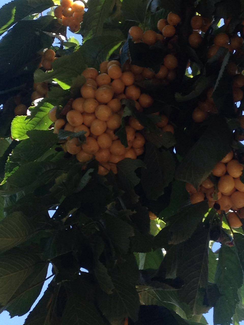 Karaman Adaköy Köyü Resimleri 2