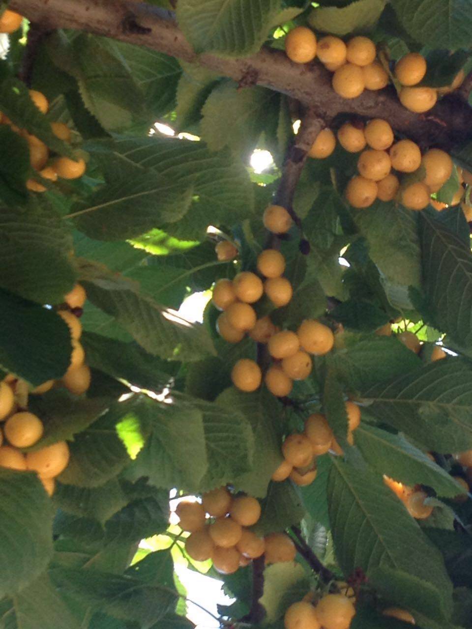 Karaman Adaköy Köyü Resimleri 3