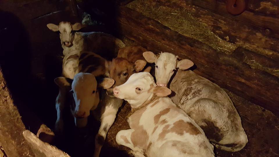 Karaman Alaçatı Köyü Resimleri 3