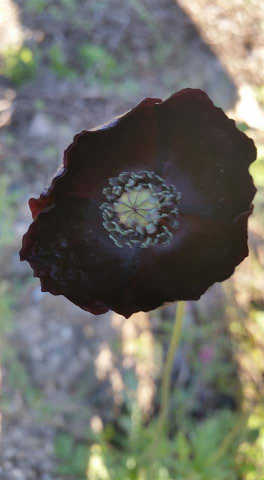 Karaman Bademli Köyü Resimleri 11