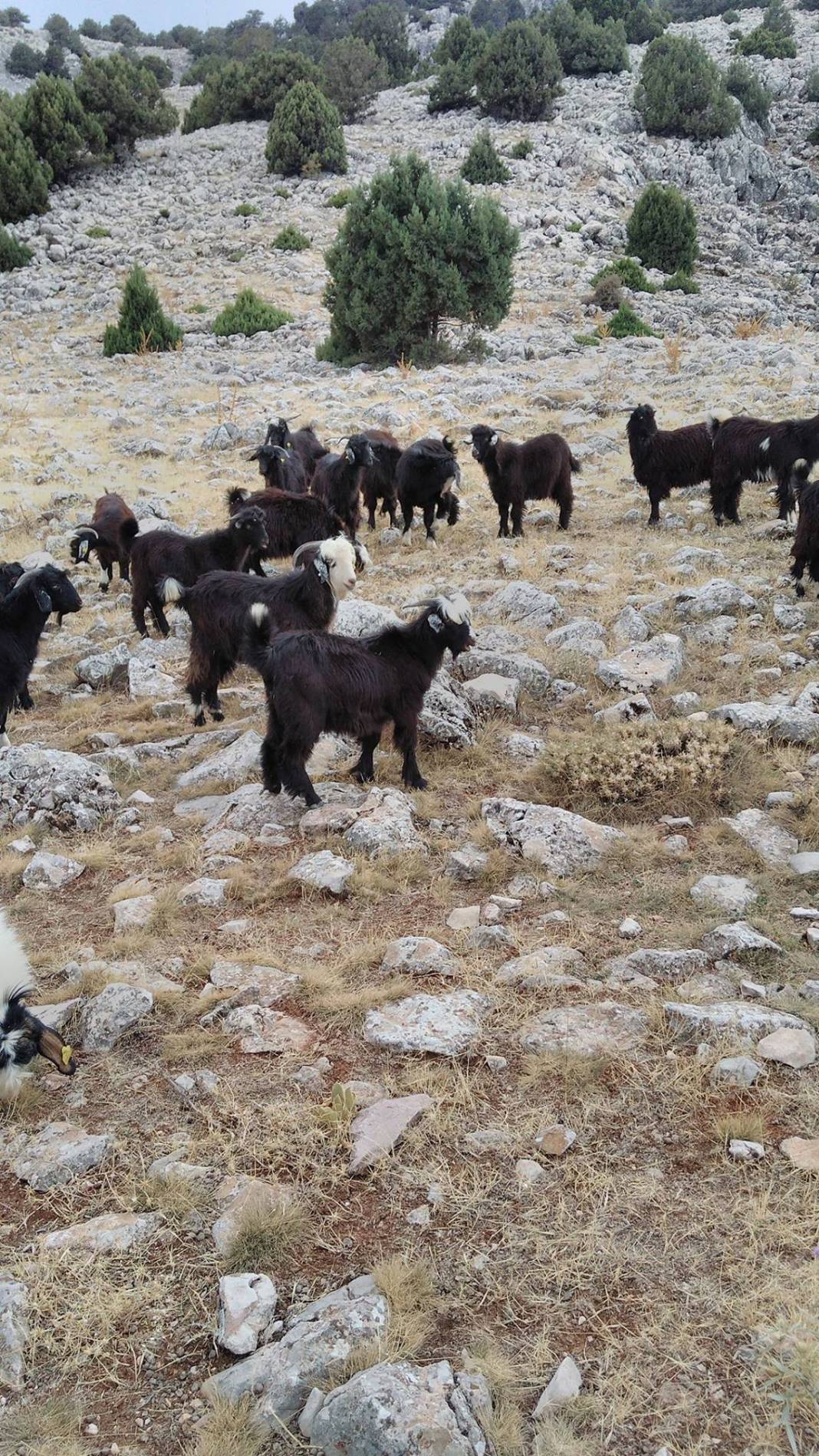 Karaman Bademli Köyü Resimleri 8