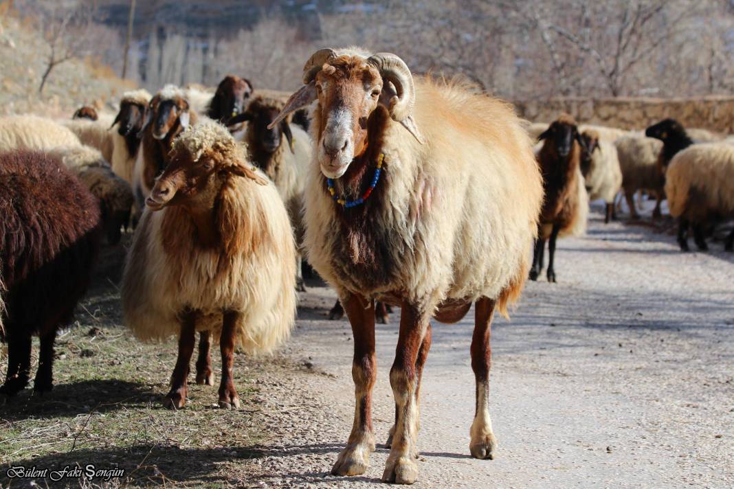 Karaman Barutkavuran Köyü Resimleri 1