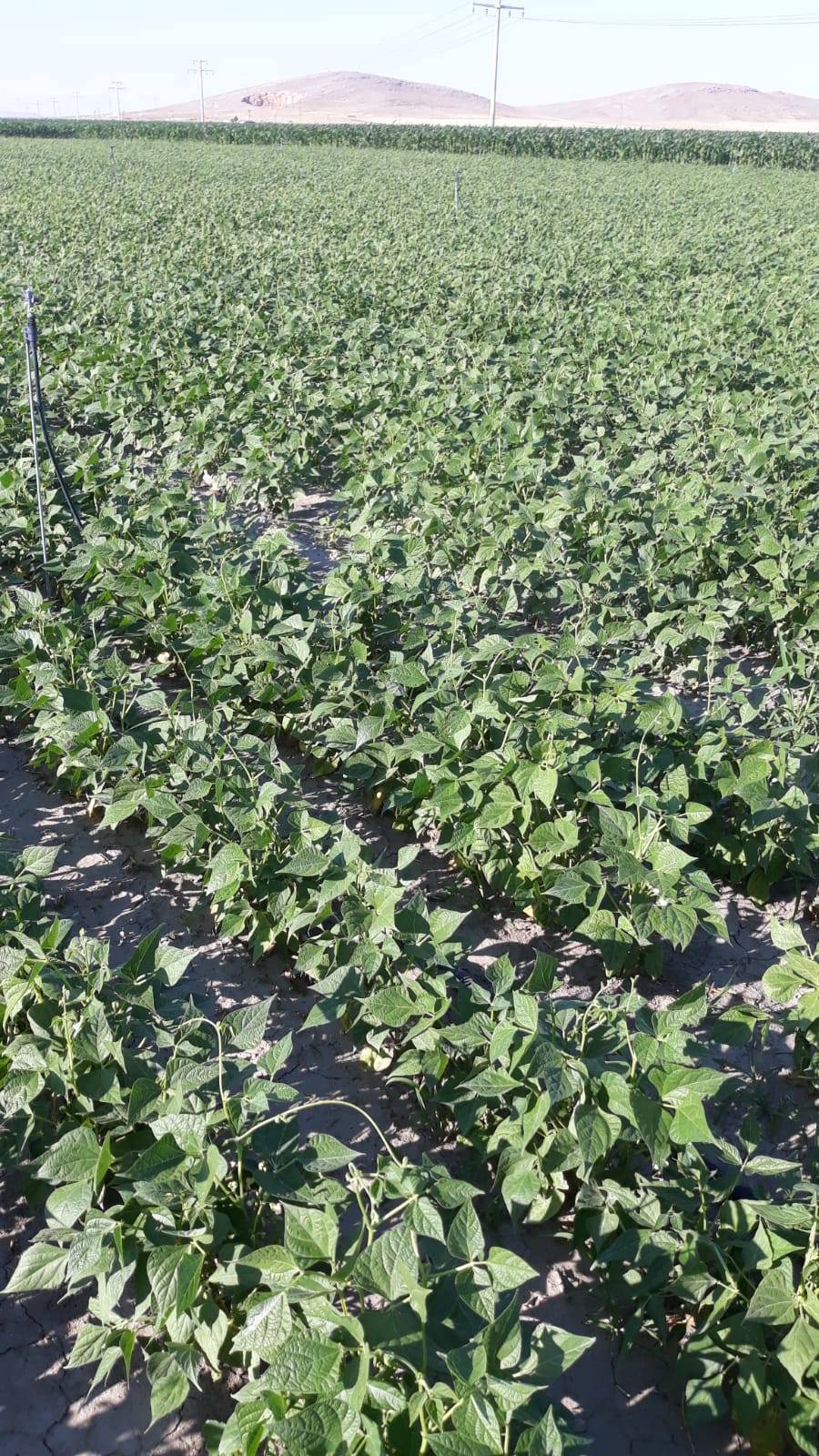 Karaman Beydili Köyü Resimleri 11