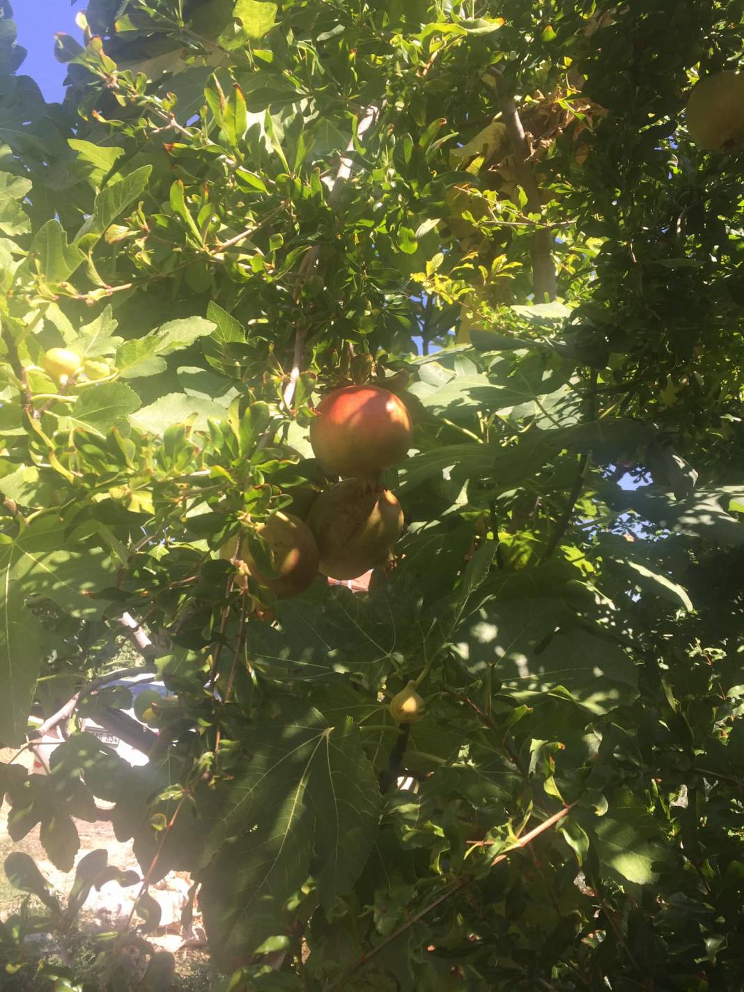 Karaman Bostanözü Köyü Resimleri 8