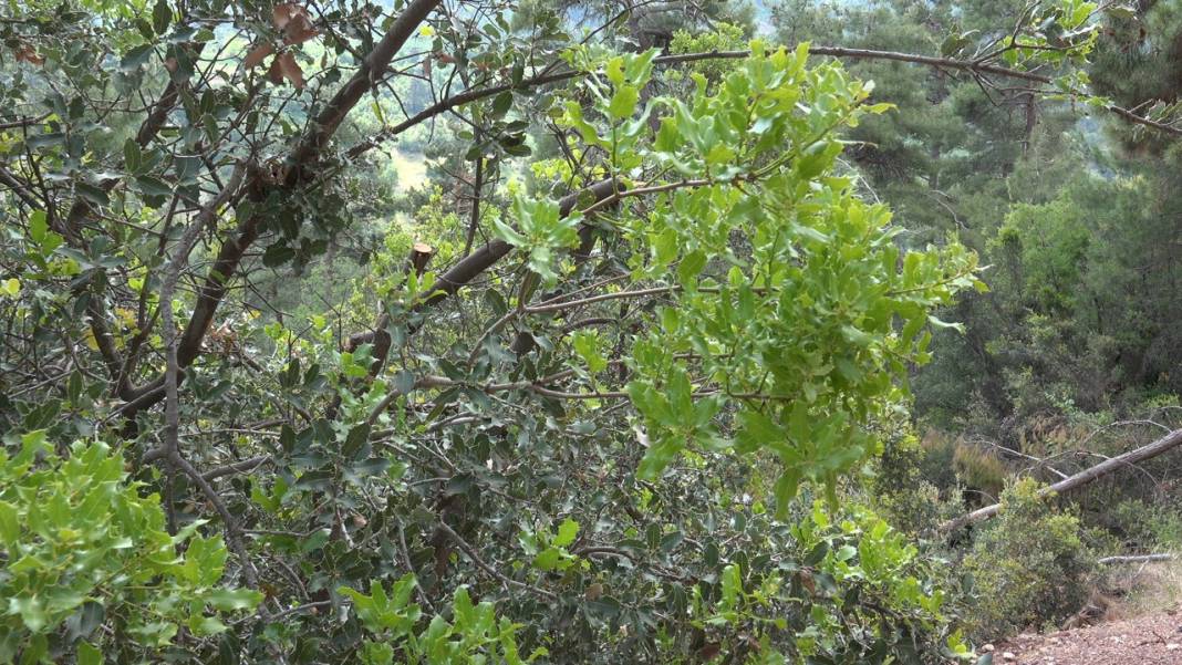 Karaman Boyalı Köyü Resimleri 12