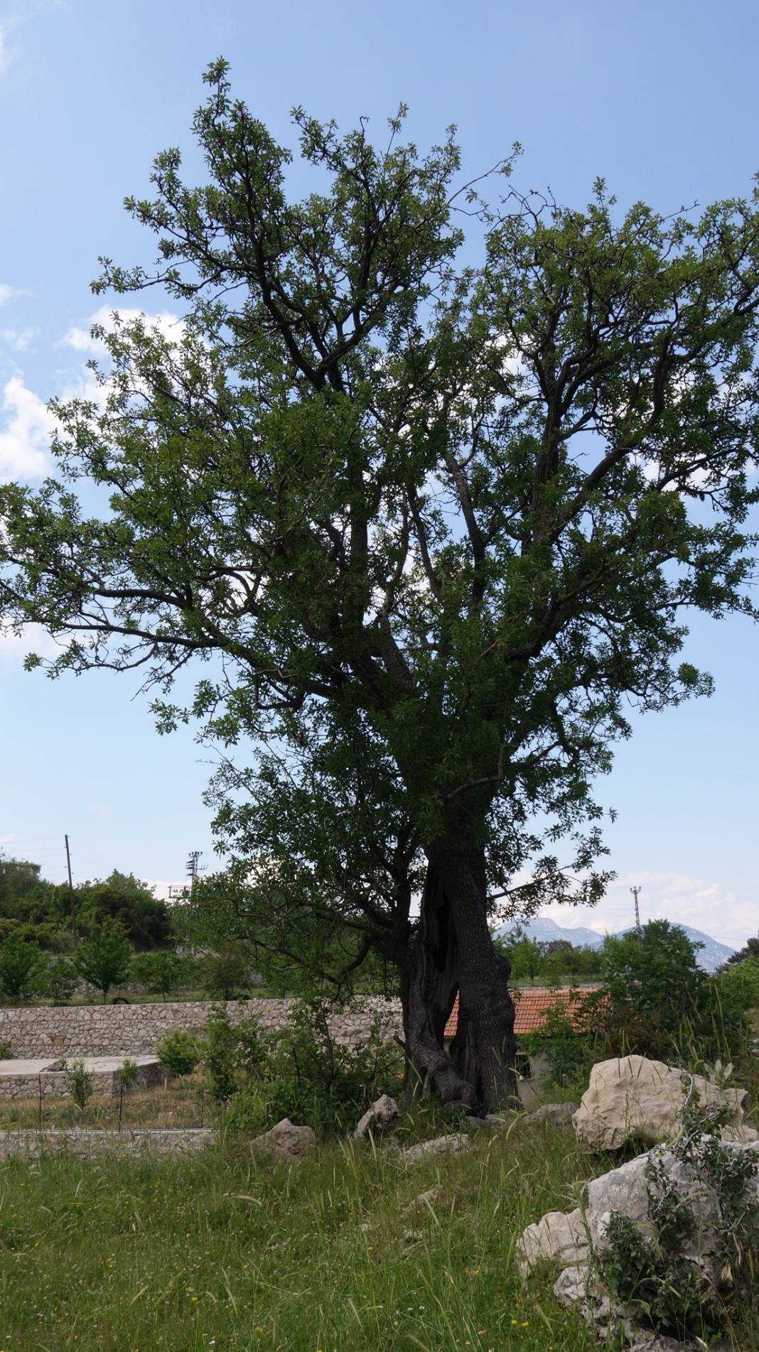 Karaman Boyalı Köyü Resimleri 15