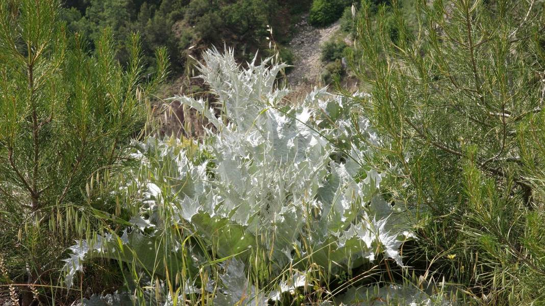 Karaman Boyalı Köyü Resimleri 17
