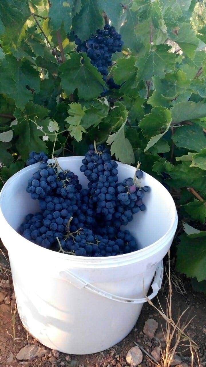 Karaman Boyalı Köyü Resimleri 7