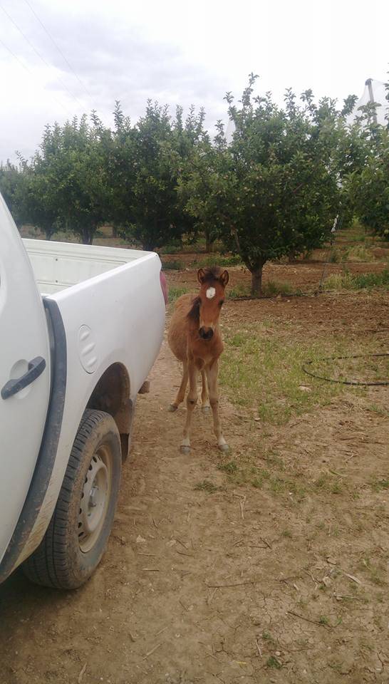 Karaman Bölükyazı Köyü Resimleri 1