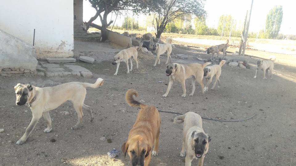 Karaman Bölükyazı Köyü Resimleri 2